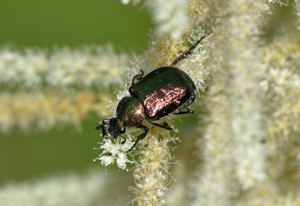 Cetoniidae:   Gnorimus nobilis nobilis